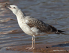 Larus armenicus